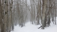 Camminare nel bosco...